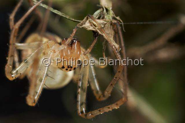 Tetragnathidae_4600.JPG - France, Araneae, Tetragnathidae (Metidae), Araignée, Méta d'automne (Metellina segmentata), femelle, Lesser garden spider or Autumn spider